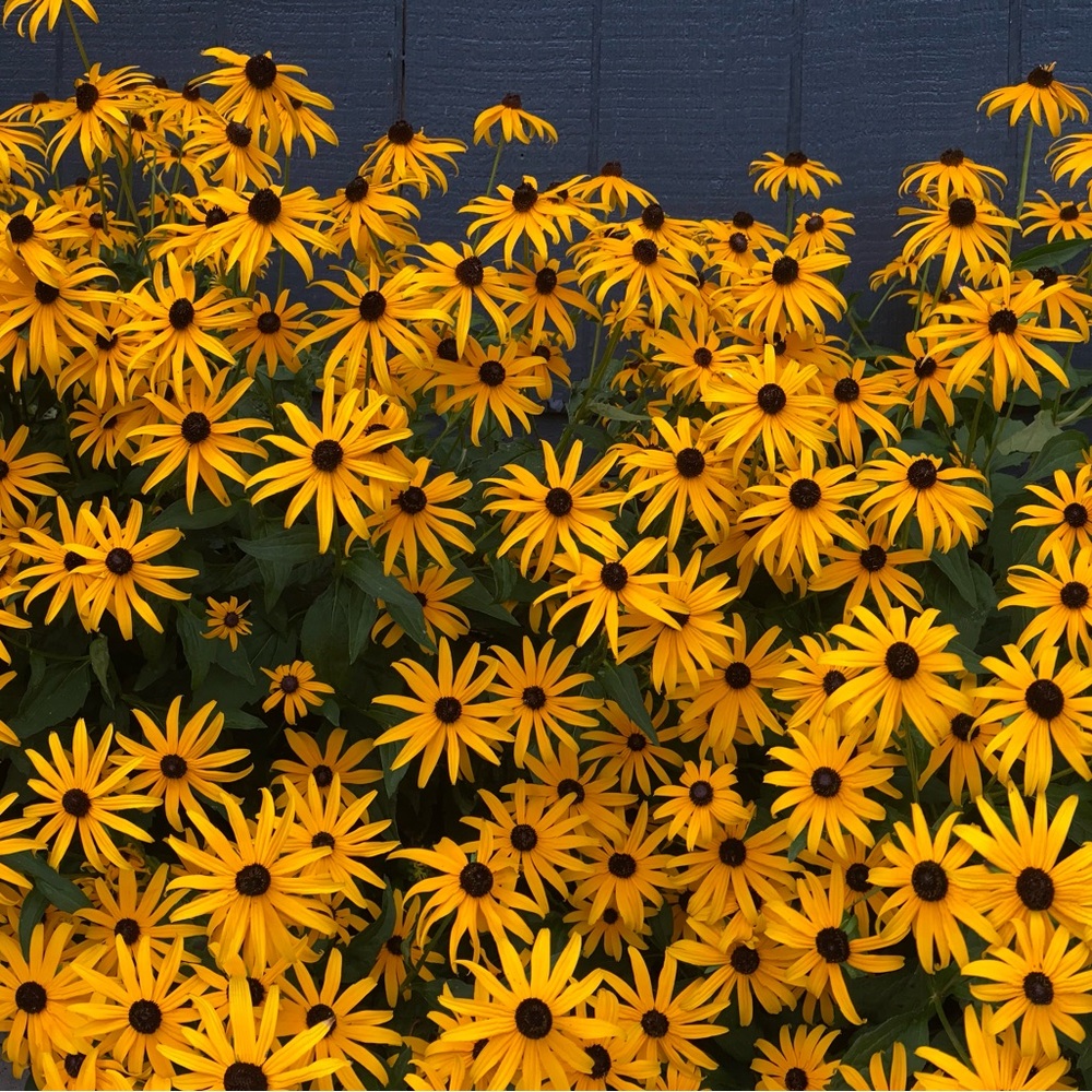 Meet your Posher, Lindsay